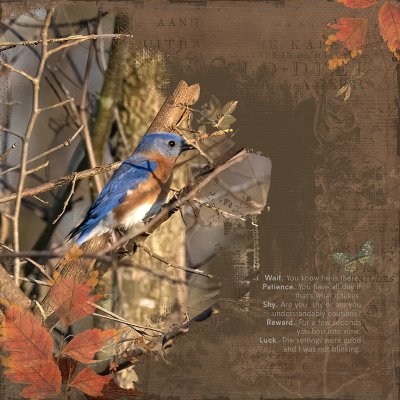 Bluebird in Holla Bend
