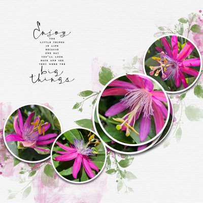 Pink Passion Flowers