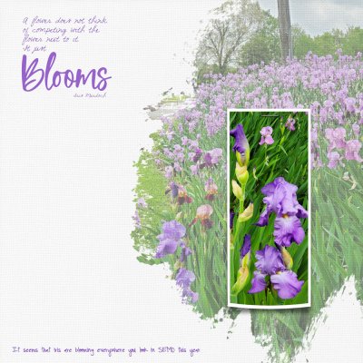 abundant-iris.jpg