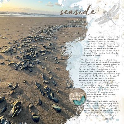 2024-04-29 Evening beach with Velella velella