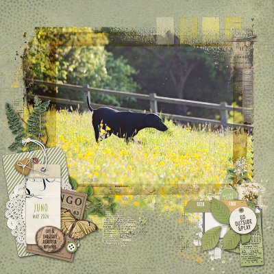 Juno in the buttercups
