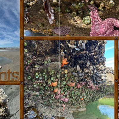 2024-05-27 Quail Street beach collage