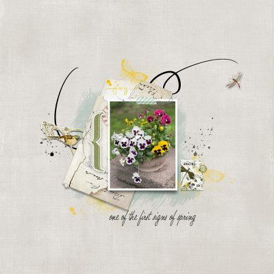 Pansies