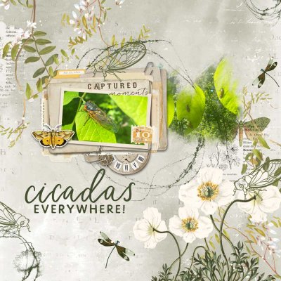 Cicadas Everywhere