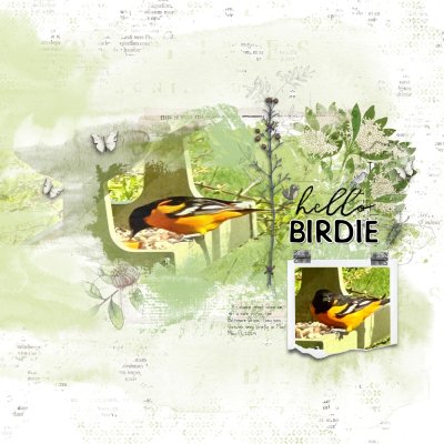 Hello Birdie