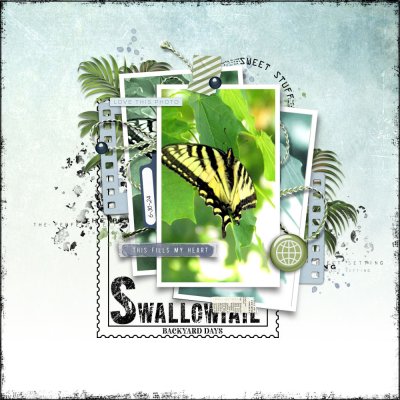 TIGER SWALLOWTAIL
