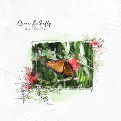Queen Butterfly