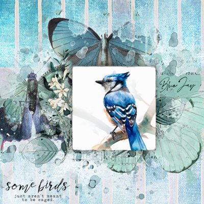 BLUE JAY