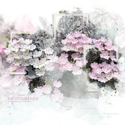 verbena