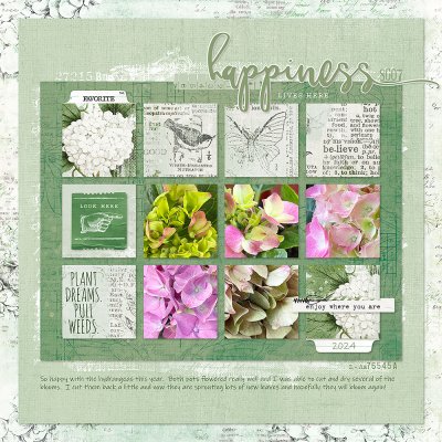 Hydrangeas 2024