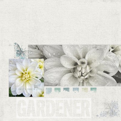 white dahlia