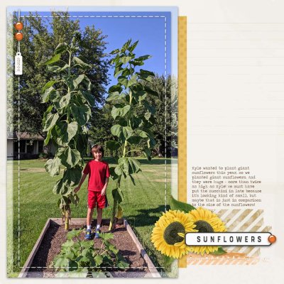 Sunflowers
