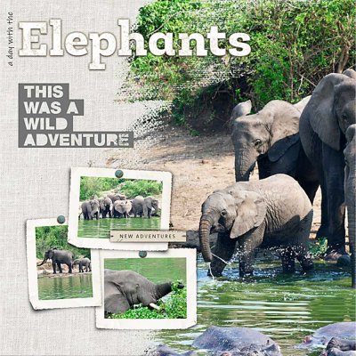 Elephants-left-side