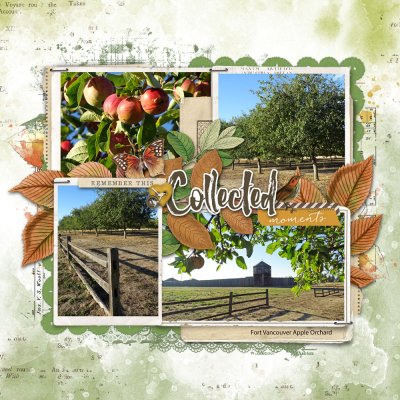 Ft. Vancouver Apple Orchard