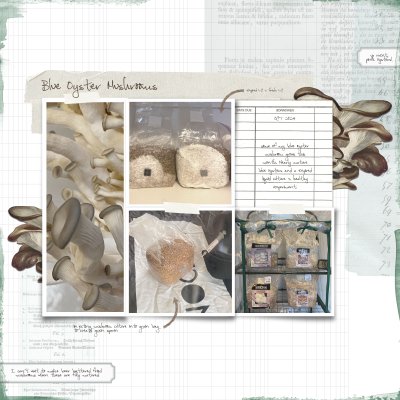 Blue Oyster Mushrooms [OCT2024]