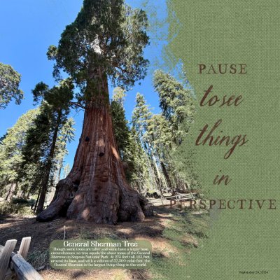 General Sherman Tree.jpeg