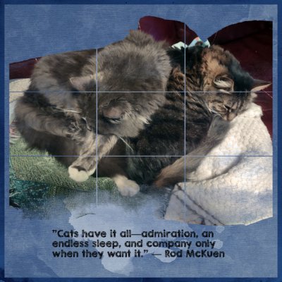 Sleeping Pile of Cats