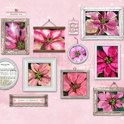 Pink Poinsettias