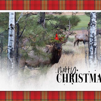 Merry Christmas
