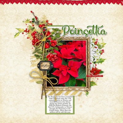 Signs of The Season-Poinsettia_web.png
