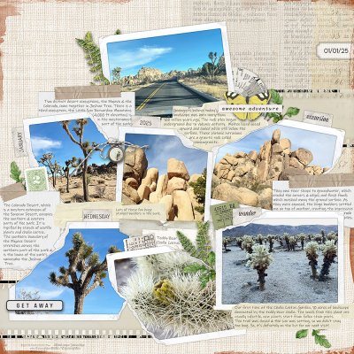 Joshua Tree National Park 01/01/25