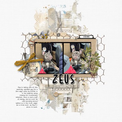 2025-02-25 Zeus