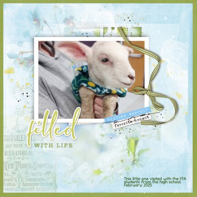 Lamb Visitor Feb 2025