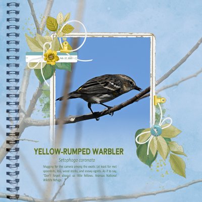 Yellow Rumped Warbler