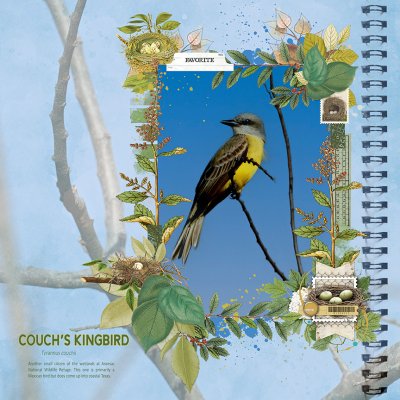 Couch's Kingbird