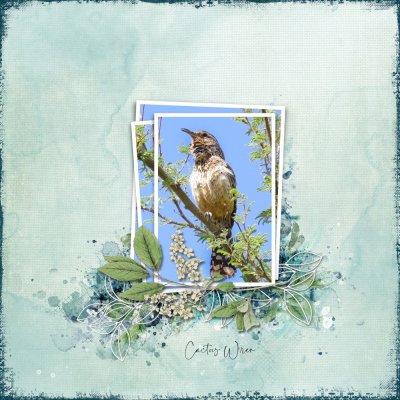 Cactus Wren