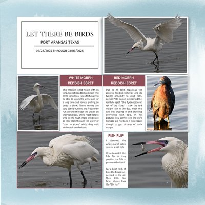Let There Be Birds.jpg
