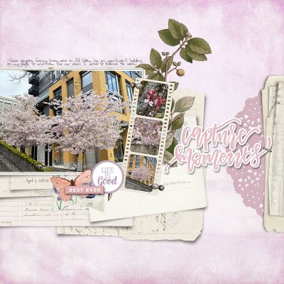 2025-04-01 Cherry trees