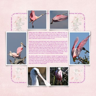 Roseate Spoonbills