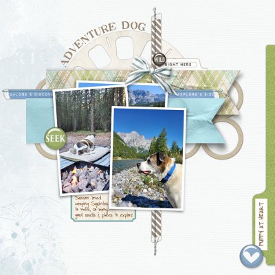 adventure-dog.jpg