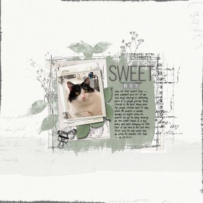 Sweet Boy