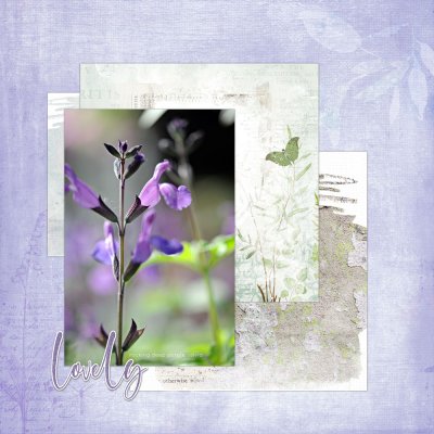salvia