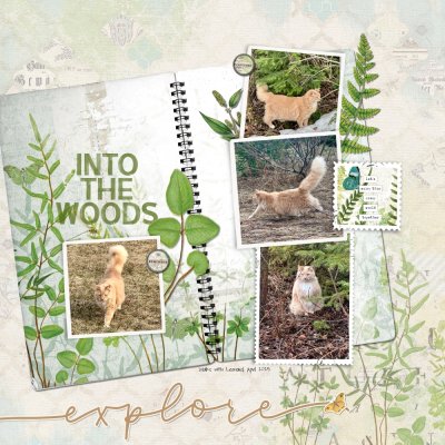 into the woods