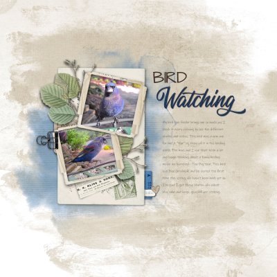 Bird Watching