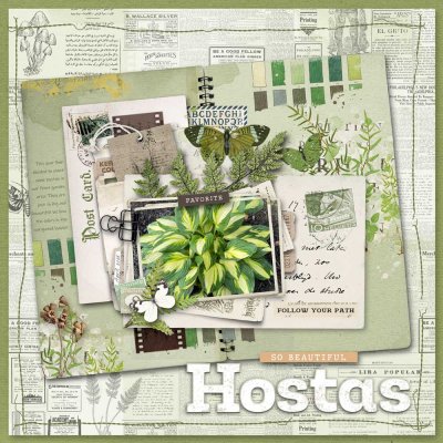 Hostas
