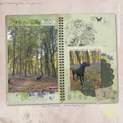 Green Lane Woods with Juno