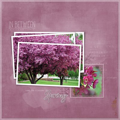 apple blossoms