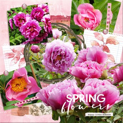 Graphic Challenge-Peonies