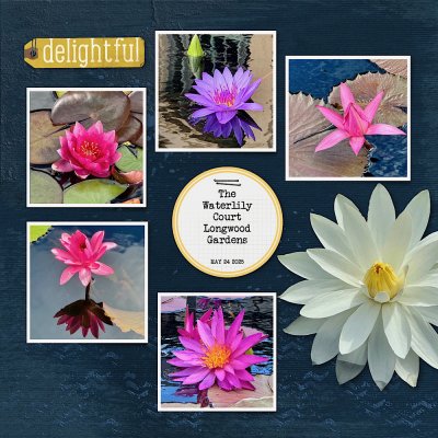 Delightful Waterlilies (graphic)