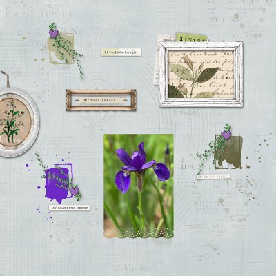 Purple Iris