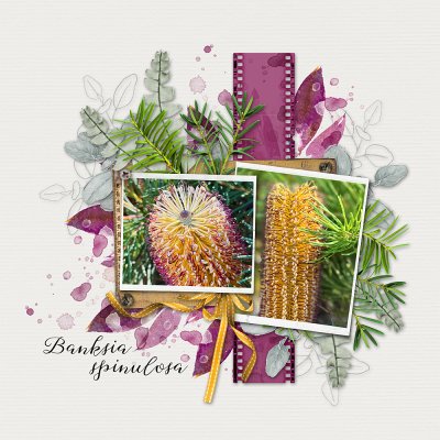 Saturday Scraplift: Banksia Spinulosa