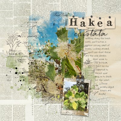 Let's Blend Challenge: Hakea cristata