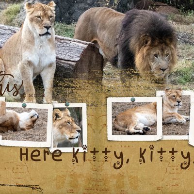 Here Kitty