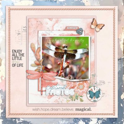 CapturedPhotos-Beautiful Dragonfly