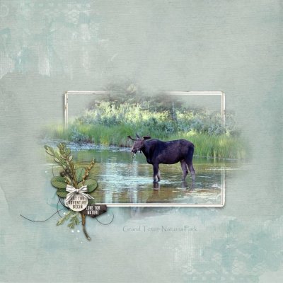 Moose at the Snake River