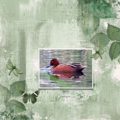 Cinnamon Teal drake